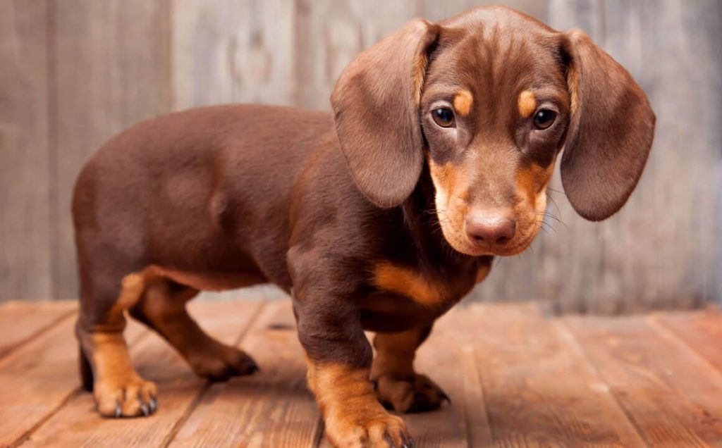 CUIDADOS DEL PERRO TECKEL