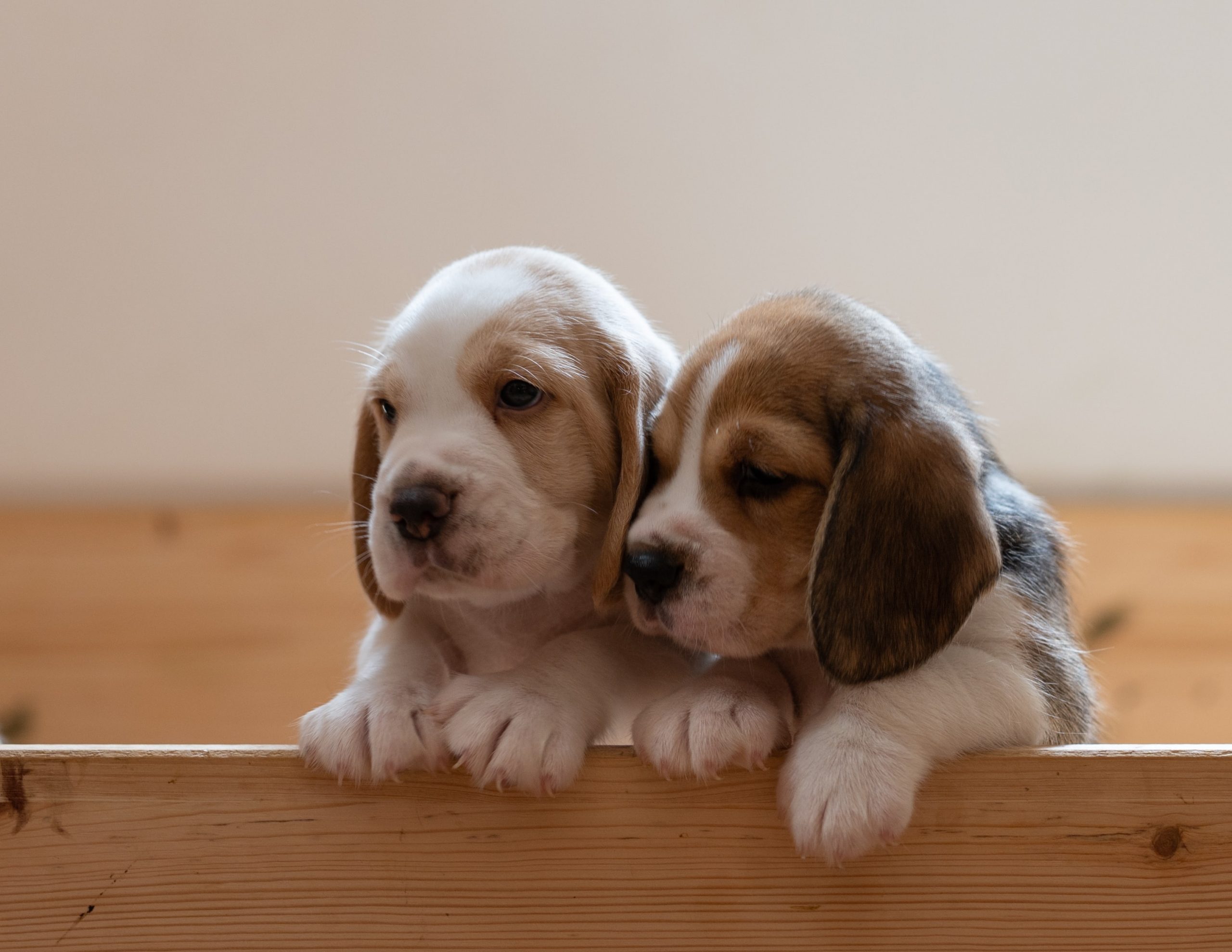 Raça de cachorro de acordo com cada signo  Razas de perros, Perros pastor  ingles, Perro bobtail