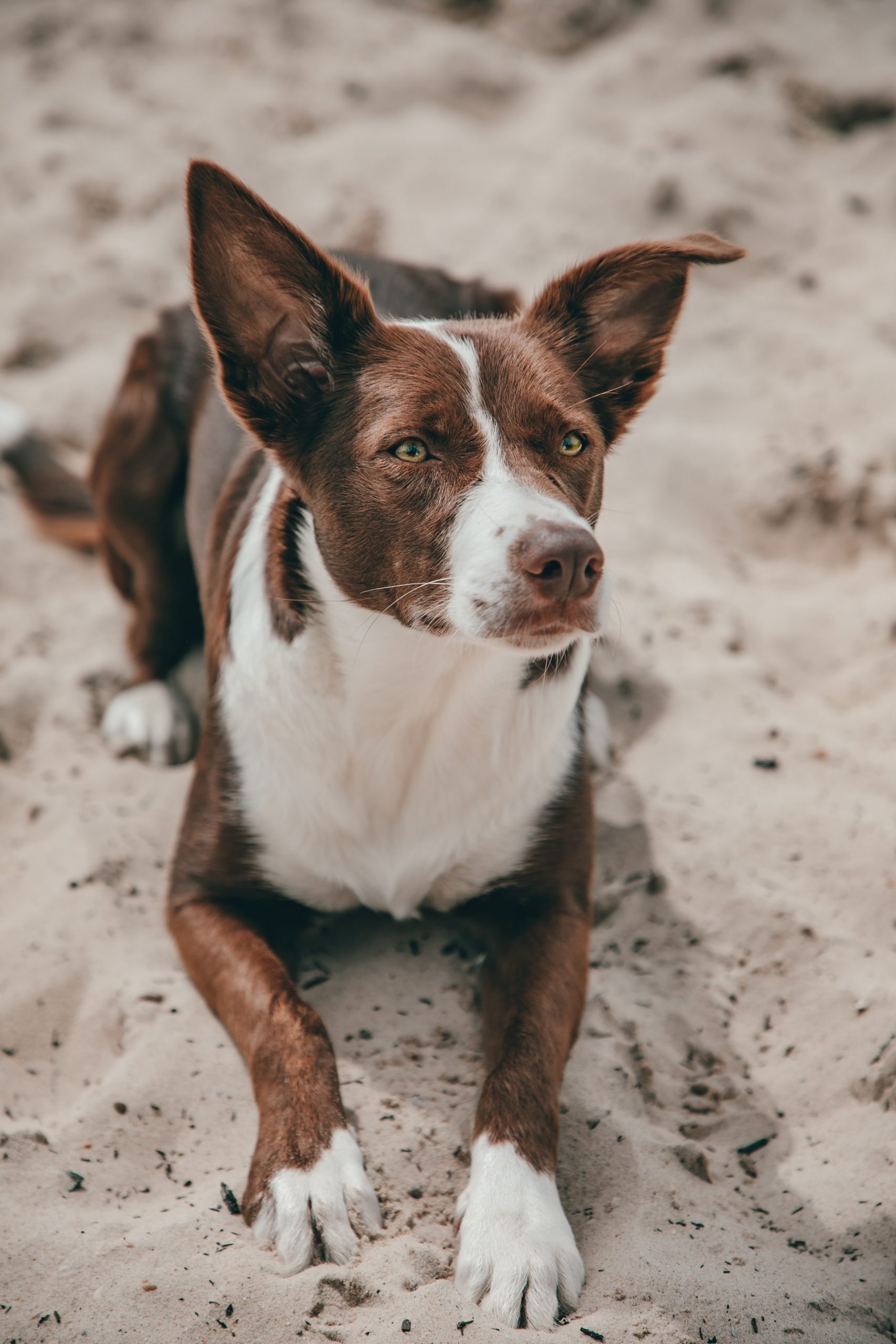 Motivos por los que quizás tener un perro mini toy no es buena idea