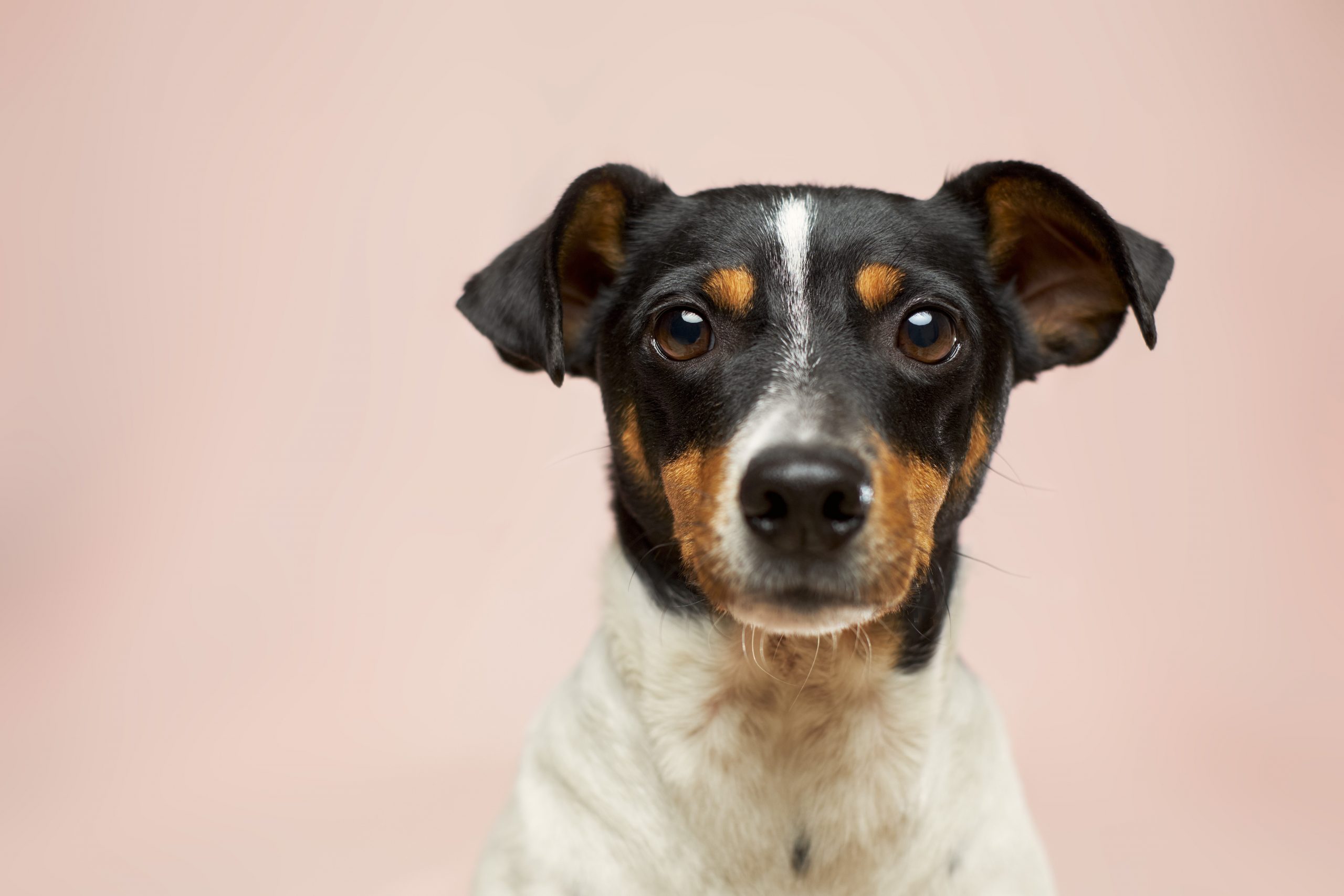 Raça de cachorro de acordo com cada signo  Razas de perros, Perros pastor  ingles, Perro bobtail